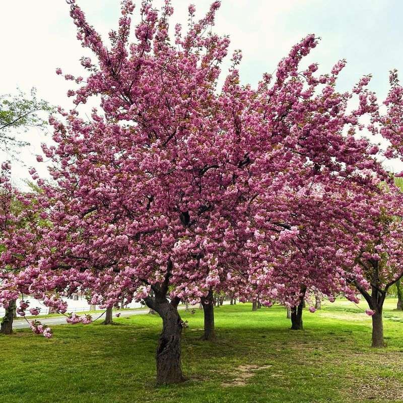 Ornamental Cherry Tree