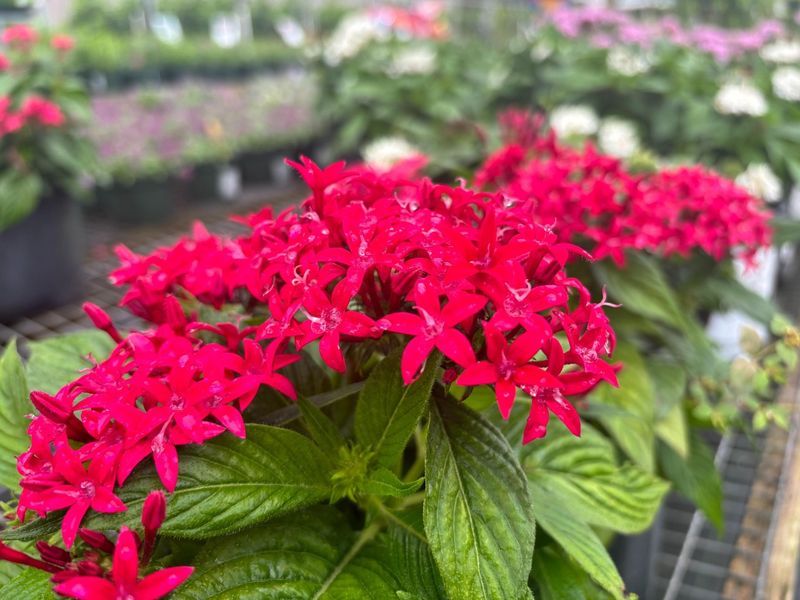 Sun-Loving Pentas
