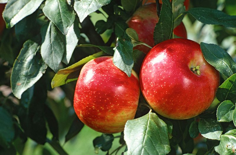 Adaptable Apples