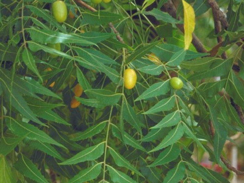 Neem Tree Without Permits