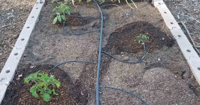 Combining Drip Lines With Mulch For Better Soil Health