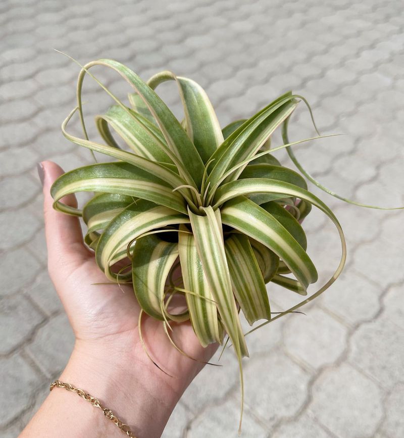 Air Plants (Tillandsia)