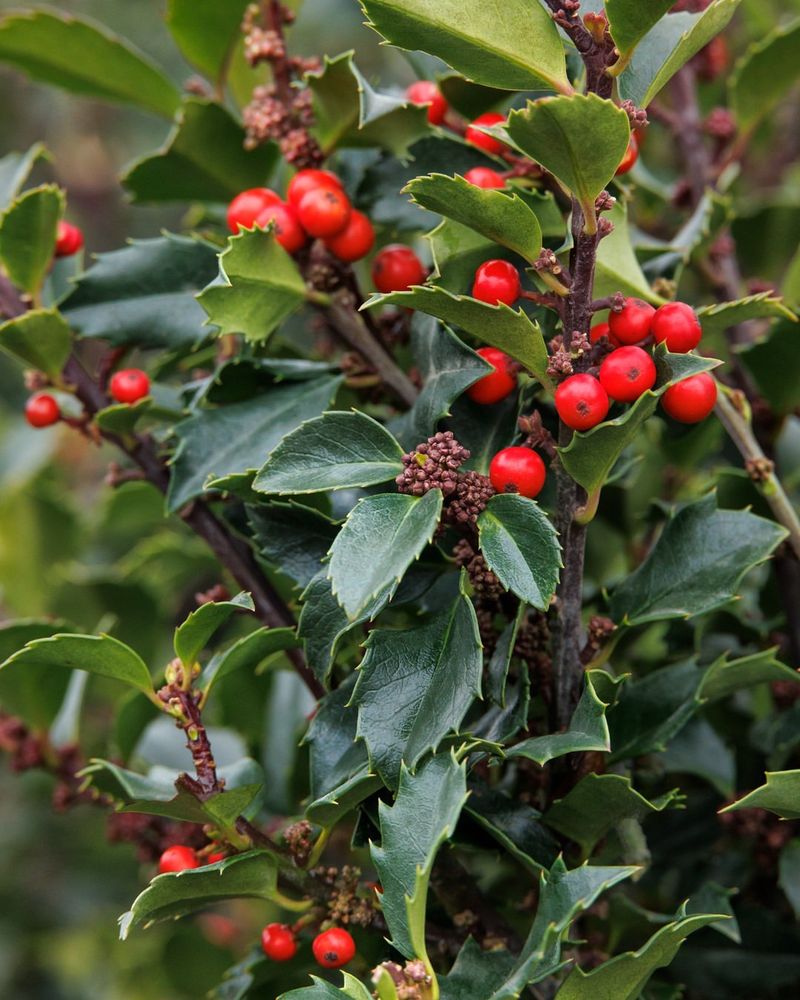 Holly