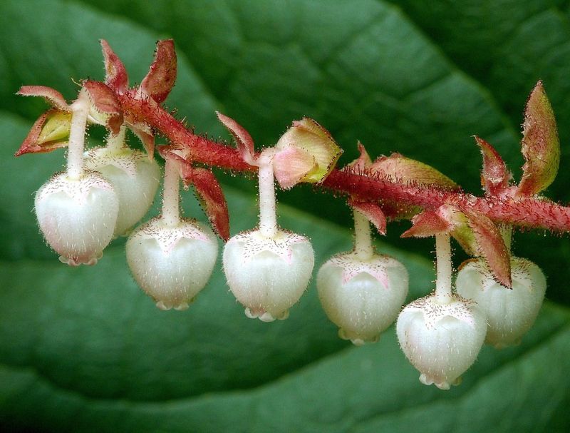 Salal