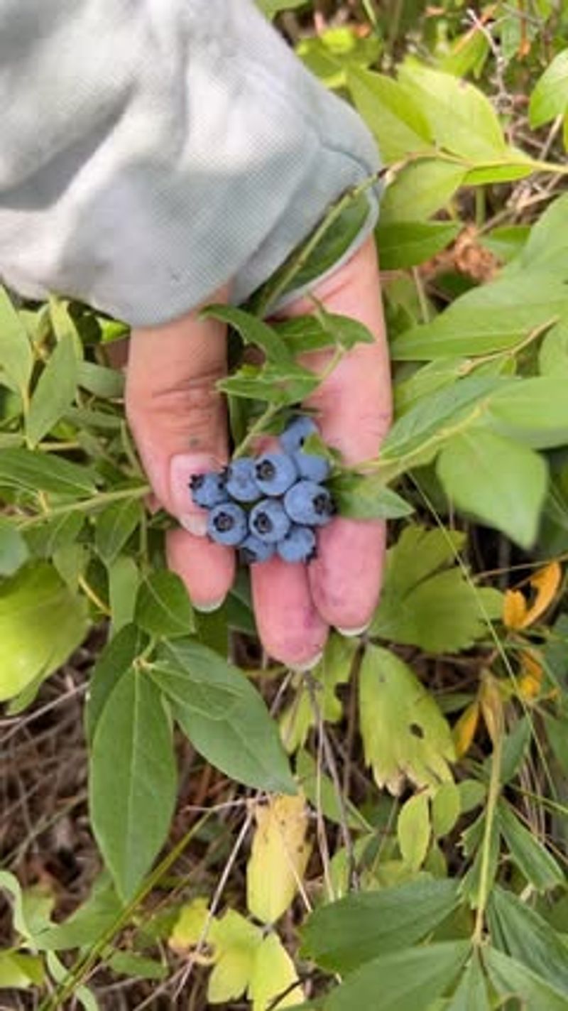 Wild Blueberries