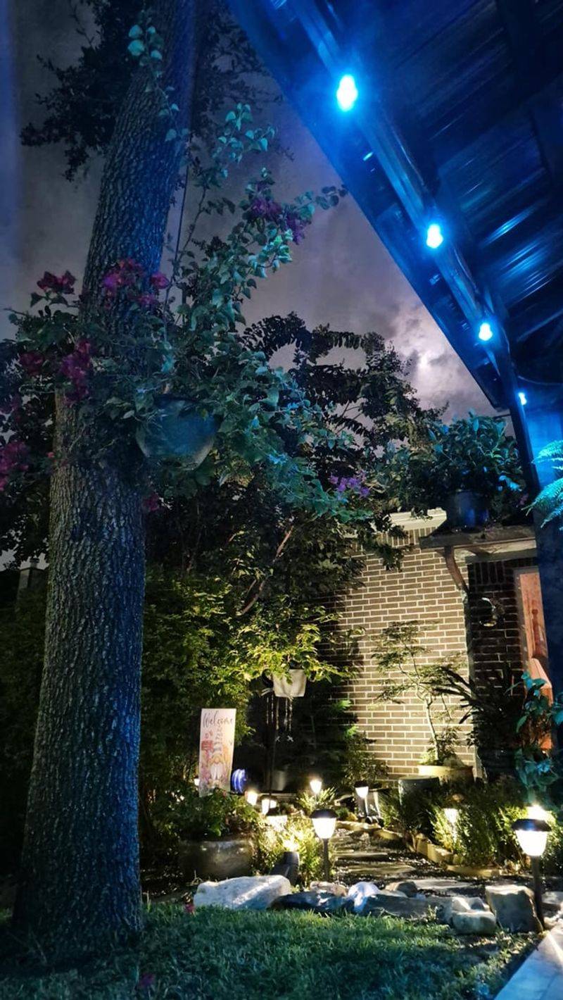 Moonlight Garden Wandering