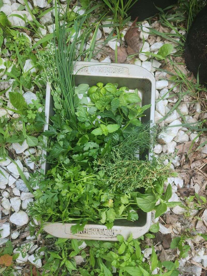 Sensory Herb Harvesting