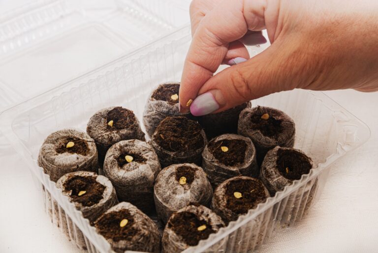 seed starting in recycling mediums