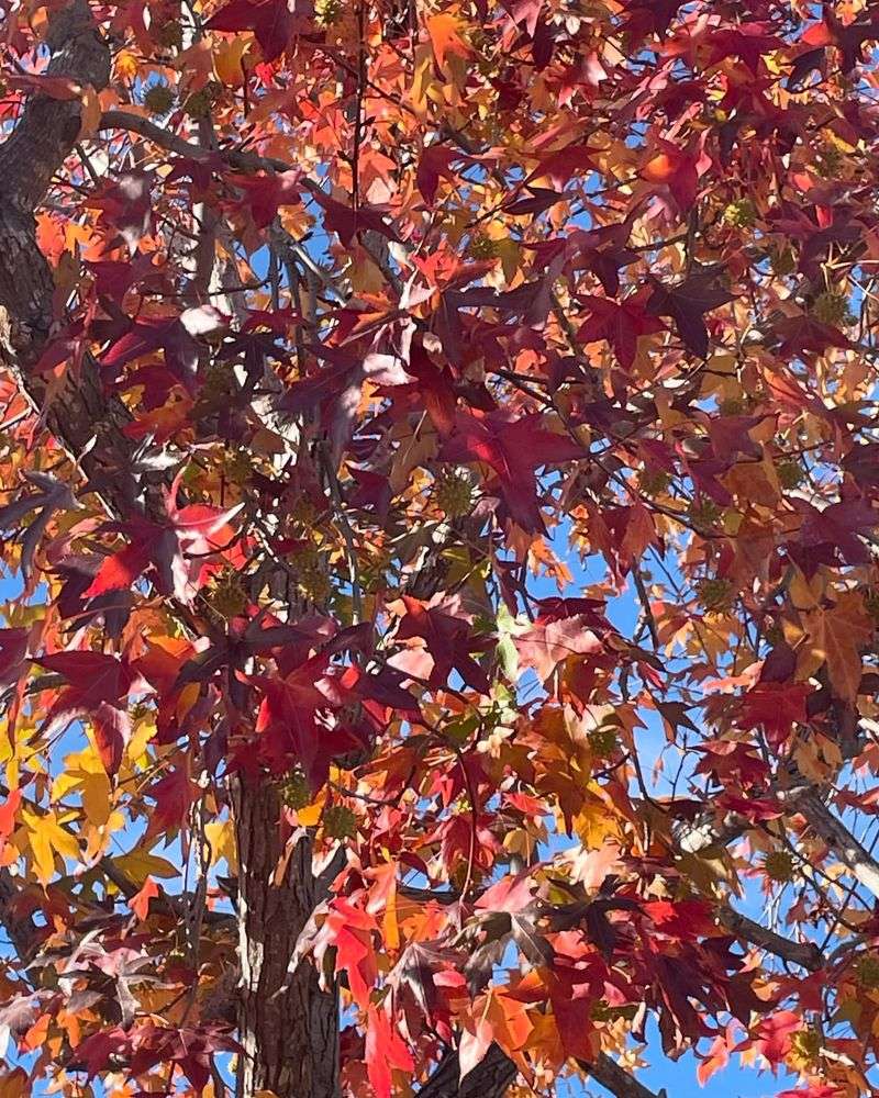 Red Maple's Stealth Attack
