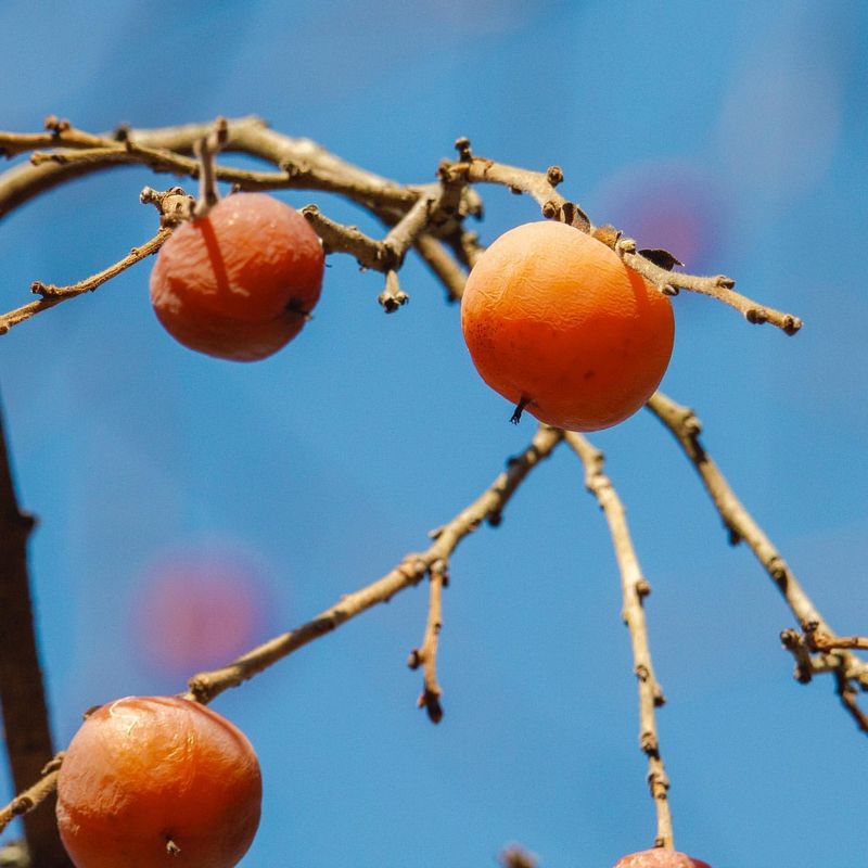 Persimmon Trees (Diospyros virginiana)