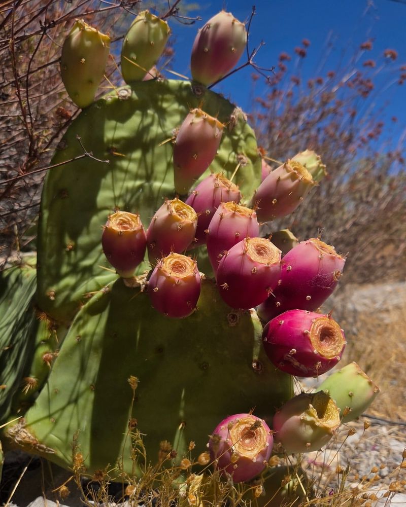 Prickly Pear Cactus Line