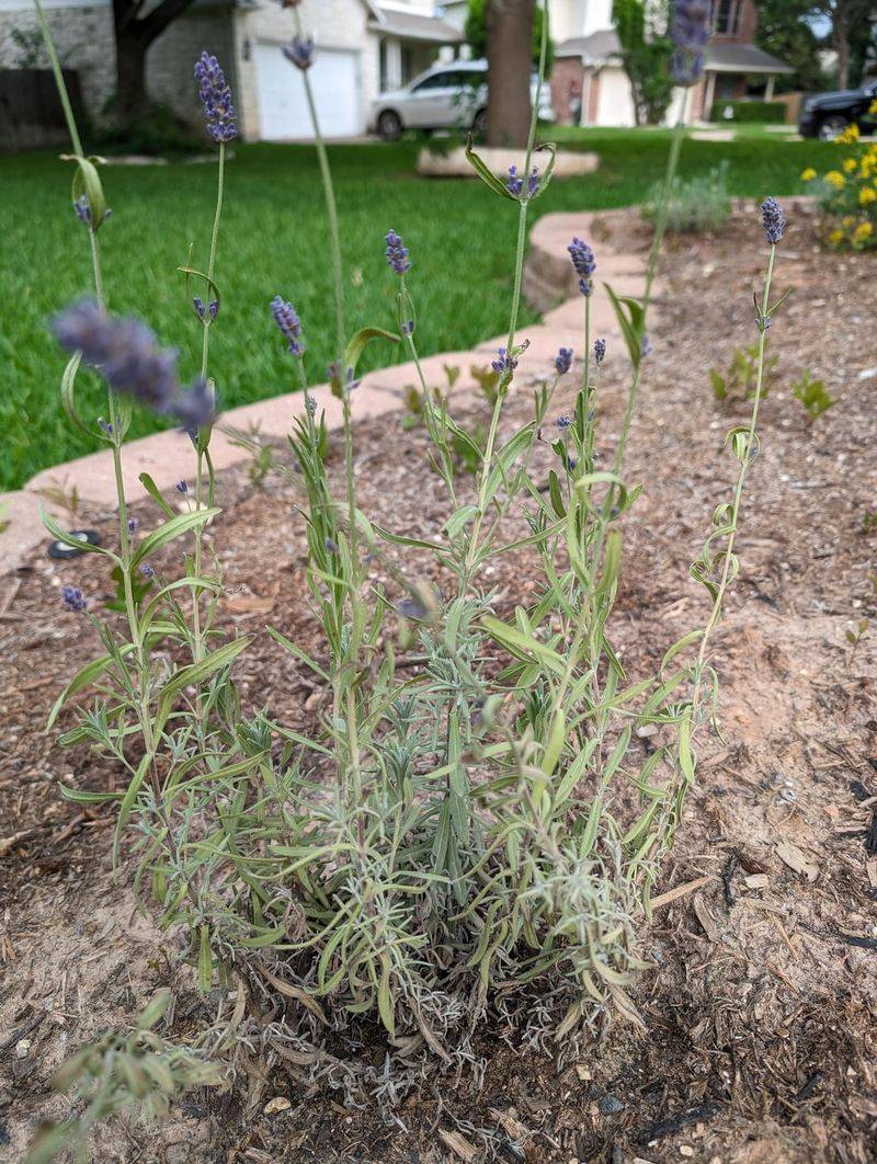 Lavender Field Failures