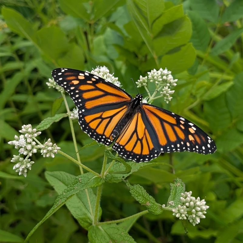 Queen City Butterfly Magnet
