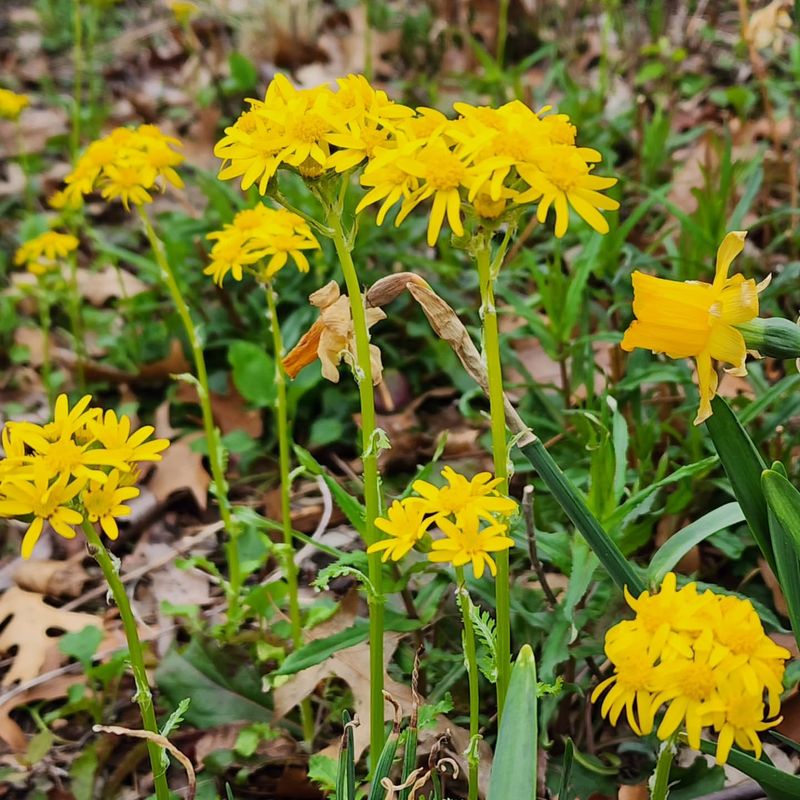 Running Groundsel (Packera obovata)