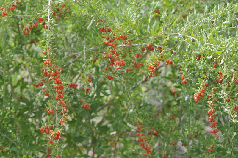 Install Rain Garden Depressions With Wolfberry Shrubs