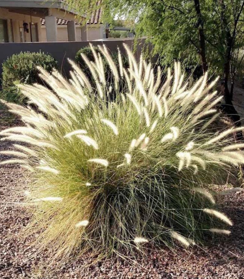 Invasive Fountain Grass