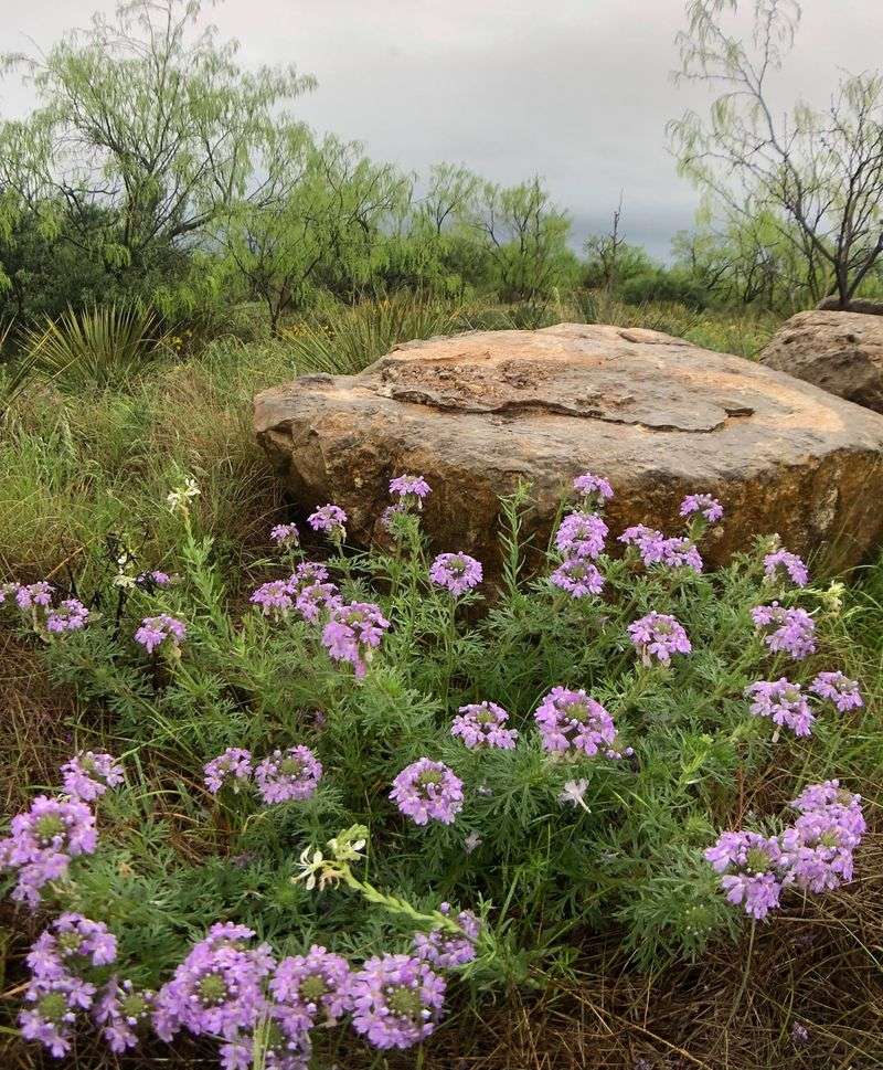 Prairie Verbena
