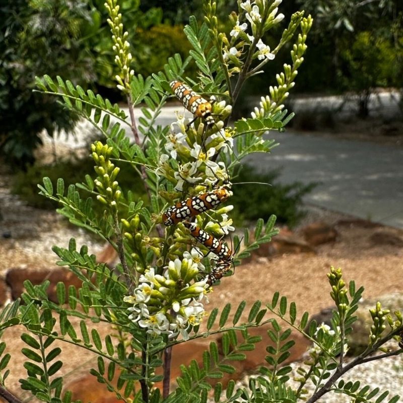 Kidneywood (Eysenhardtia texana)