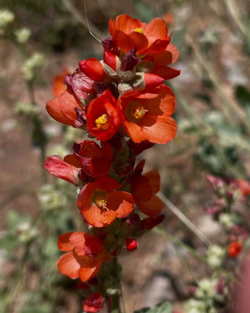 Scarlet Globemallow