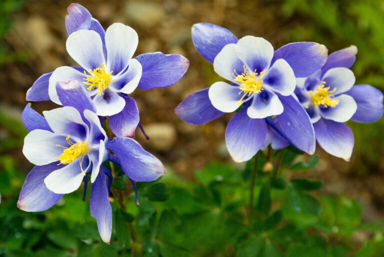columbine flowers (featured image)