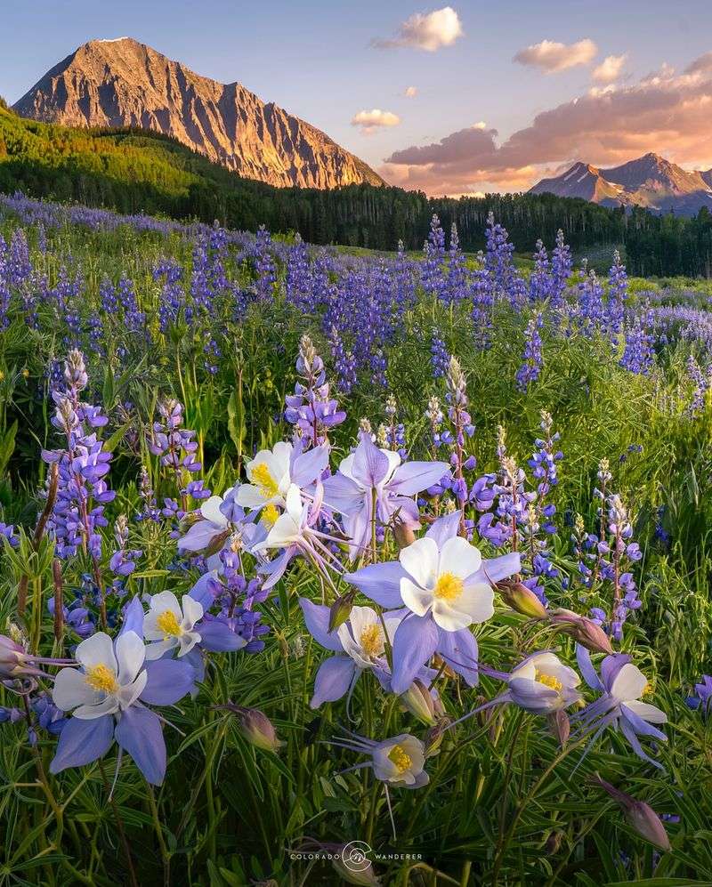 Colorado Columbine