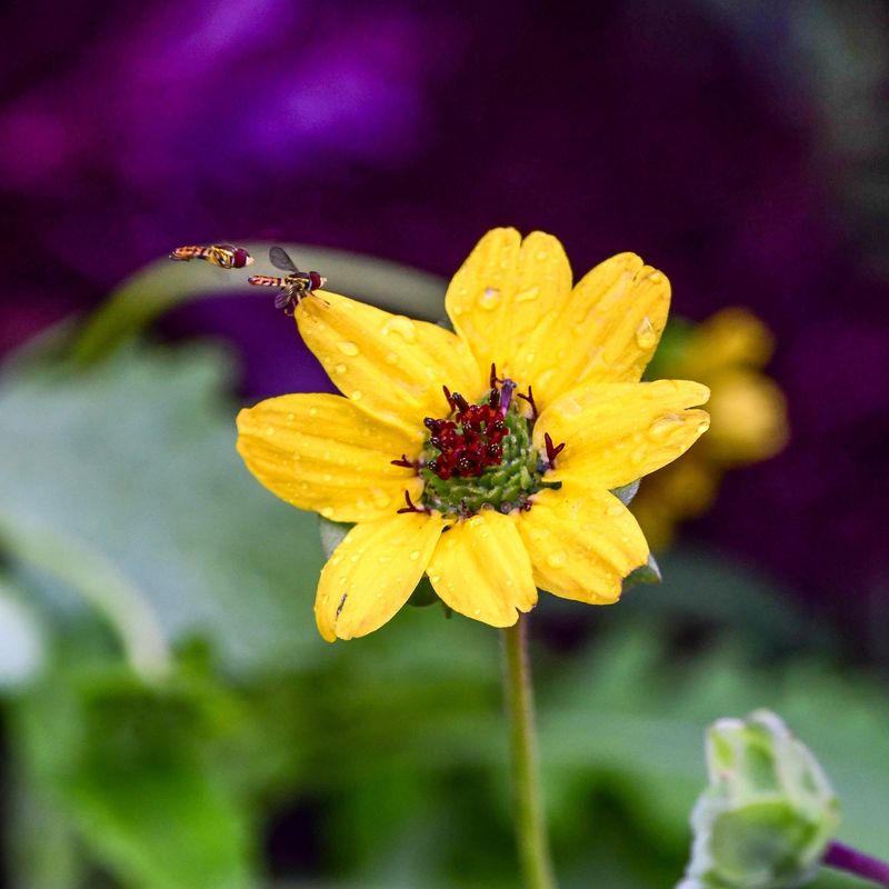 Chocolate Flower (Berlandiera lyrata)