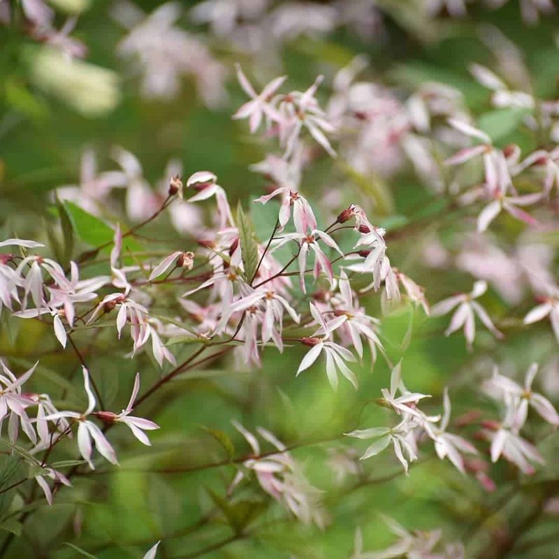 Gillenia trifoliata (Bowman's Root)
