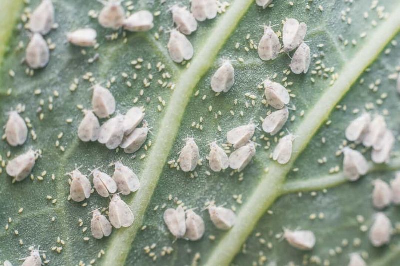 Aphid Infestations