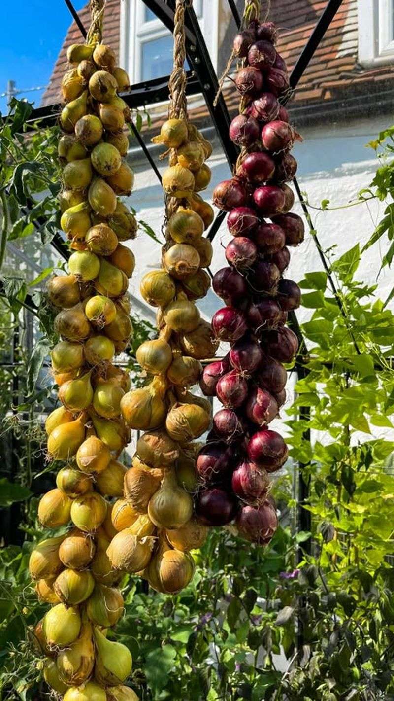 Onion Braiding
