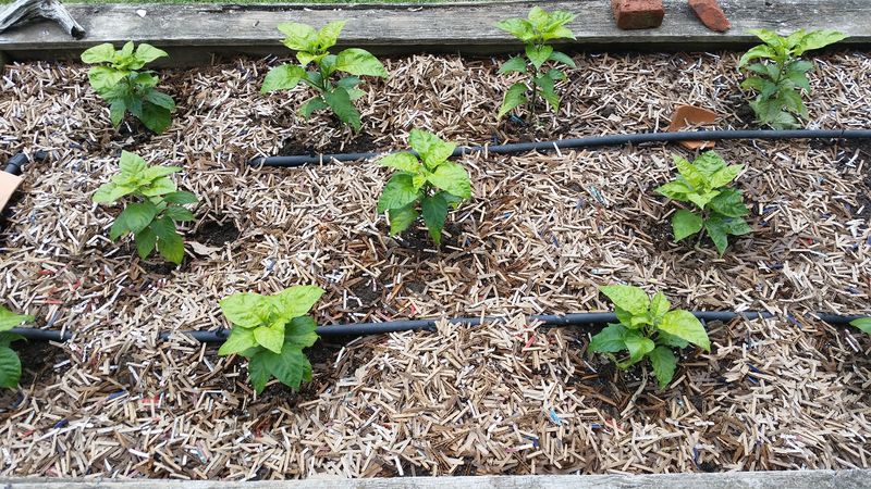 Mulch Mounding