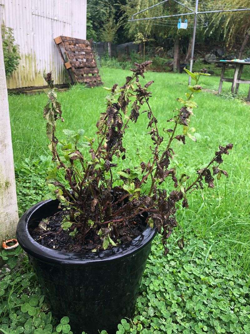Winter Dieback Creates Garden Eyesores