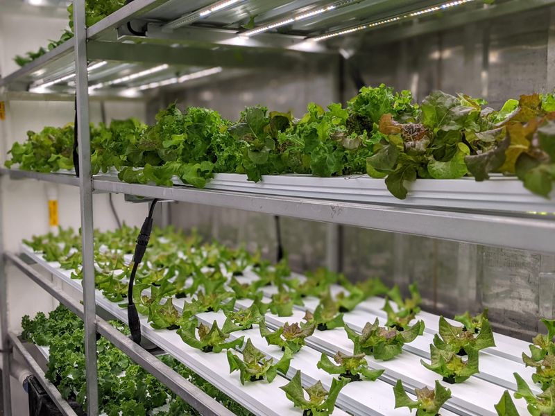 Greenhouse Grace
