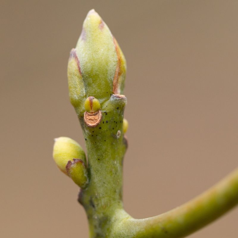 Previous Season's Growth Patterns