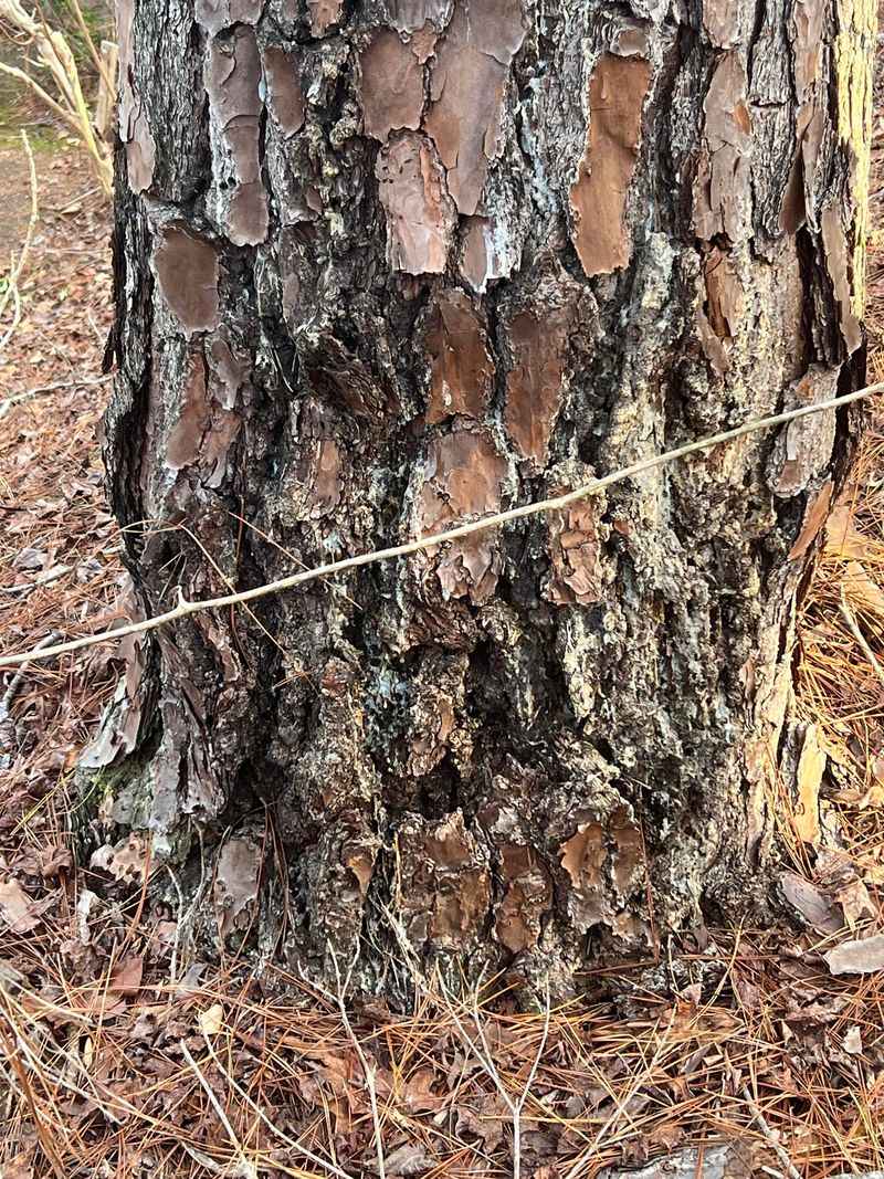 Trunk Trouble Signs