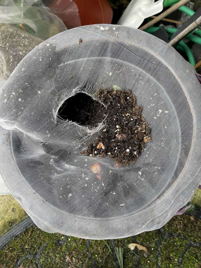 Bulb Soaking Stations
