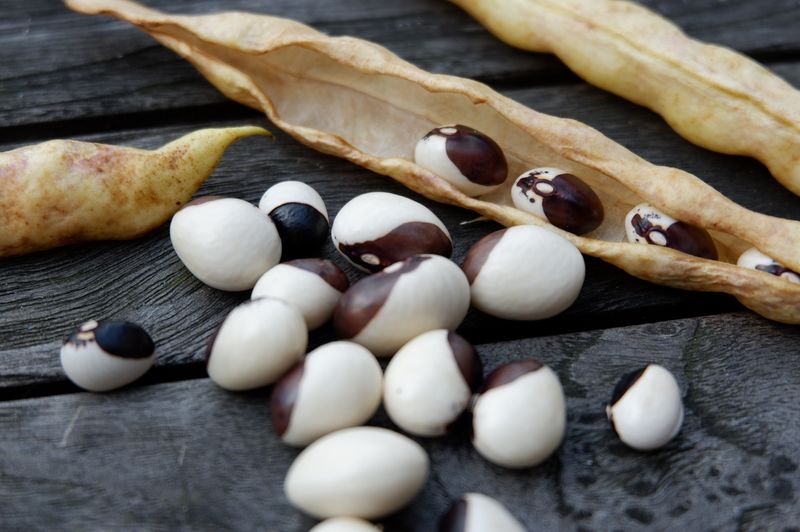 Heritage Bean Varieties Sustaining Year-Round Protein Sources