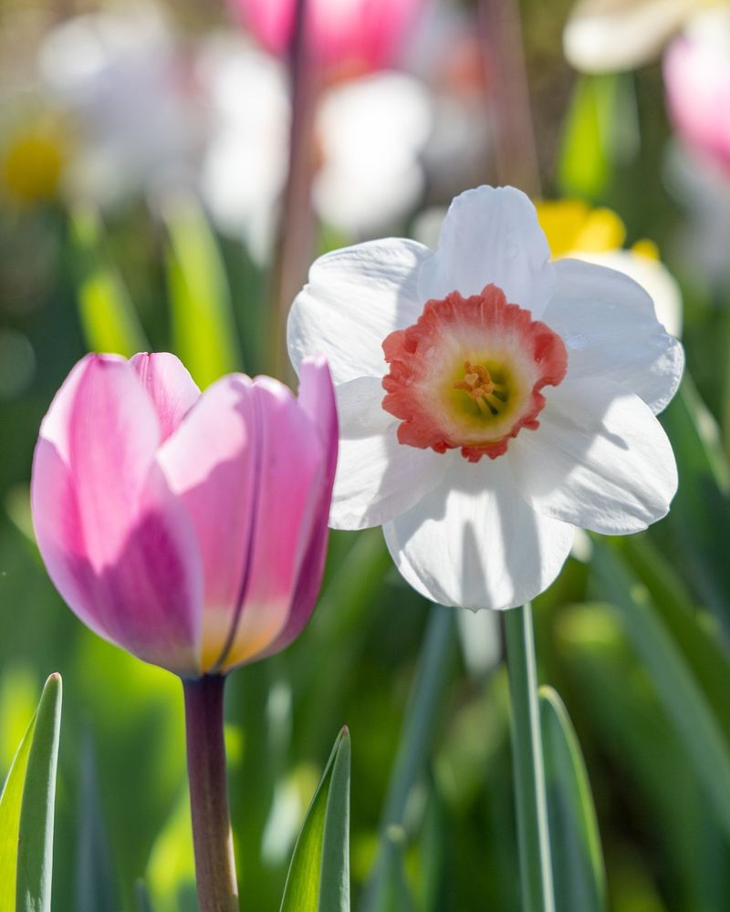 Behind-The-Scenes Planting Operations