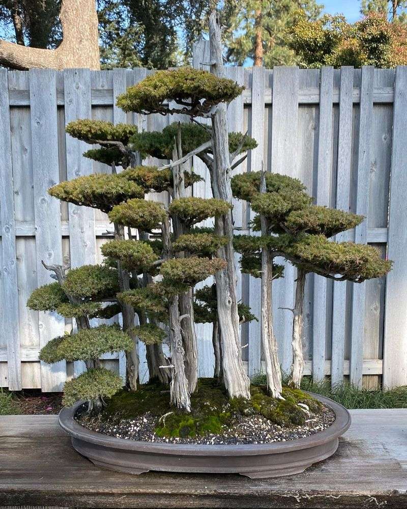 Japanese Garden's Living Sculptures