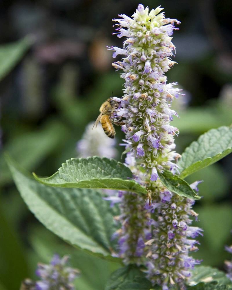 Anise Hyssop