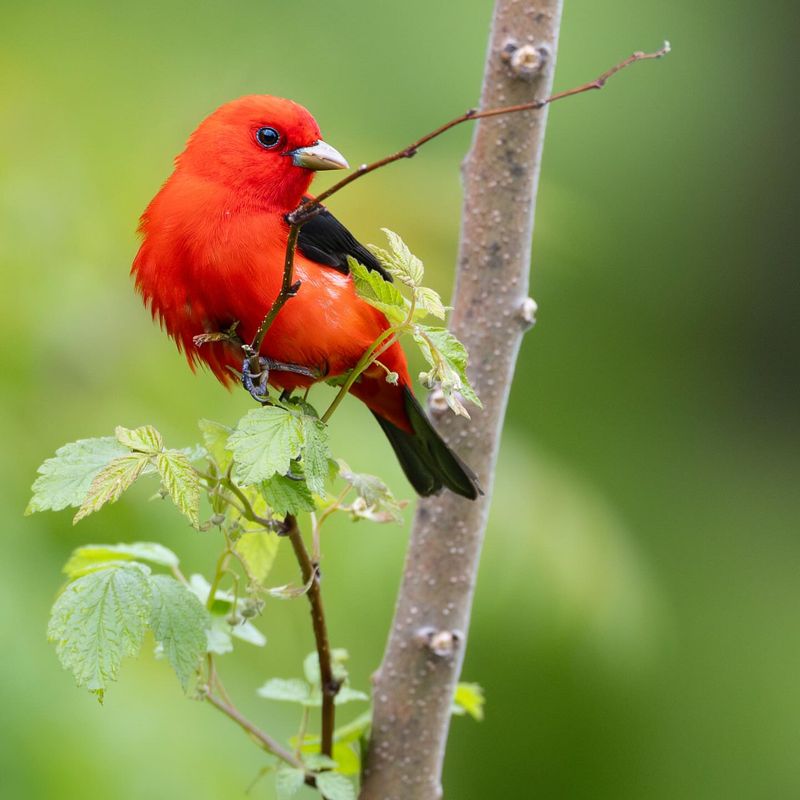Scarlet Tanager: The Flame in the Forest