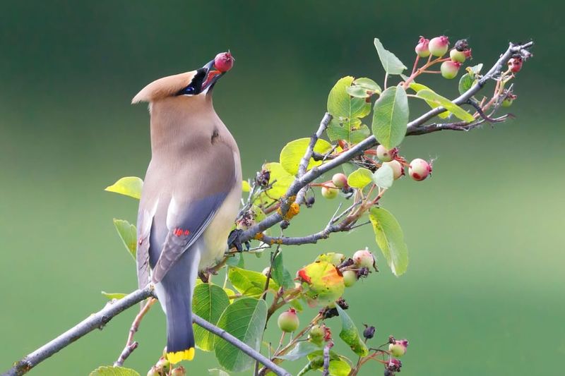 Cedar Waxwing