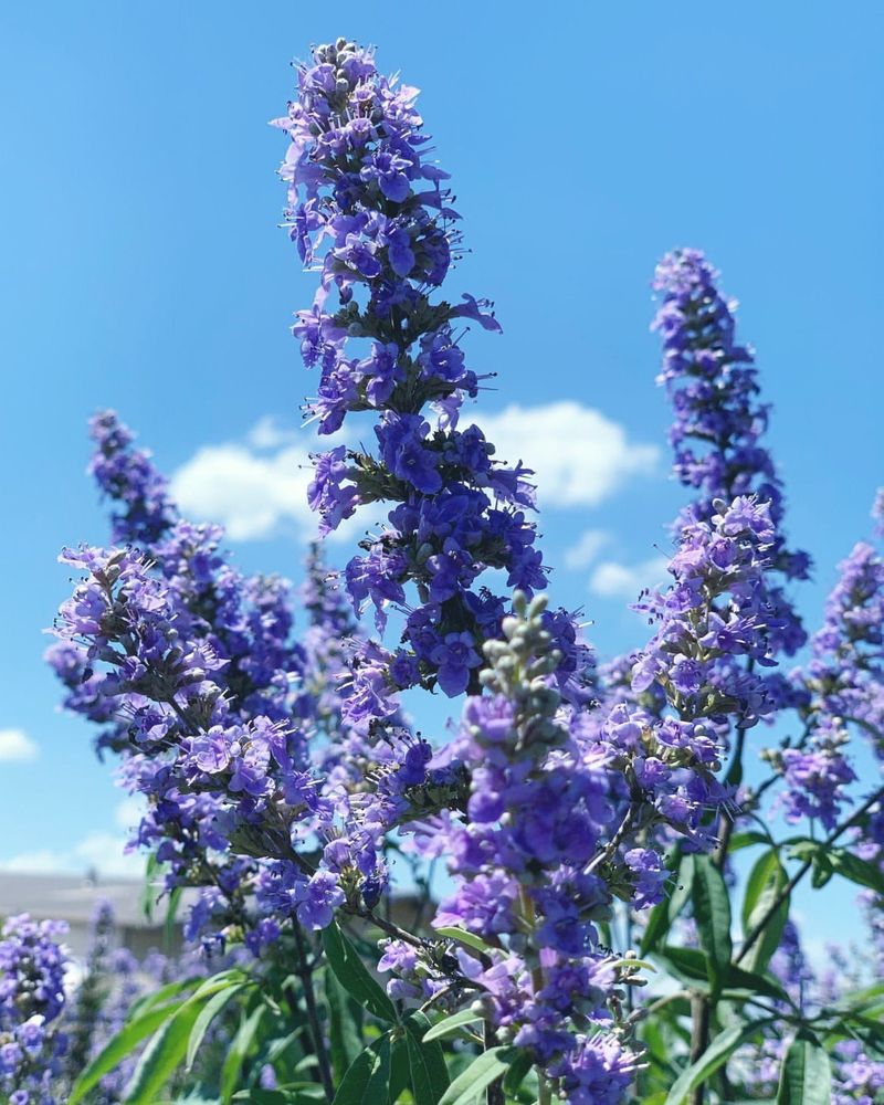 Vitex