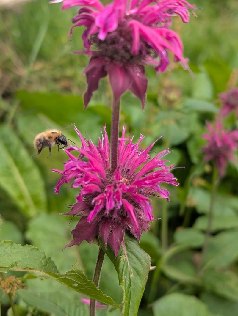 Bee Balm's Native Flair