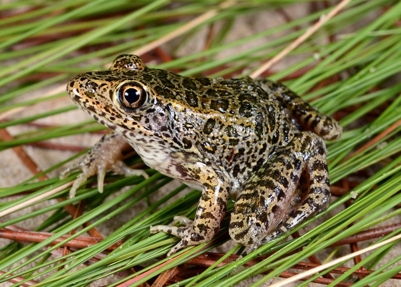 Gopher Frog