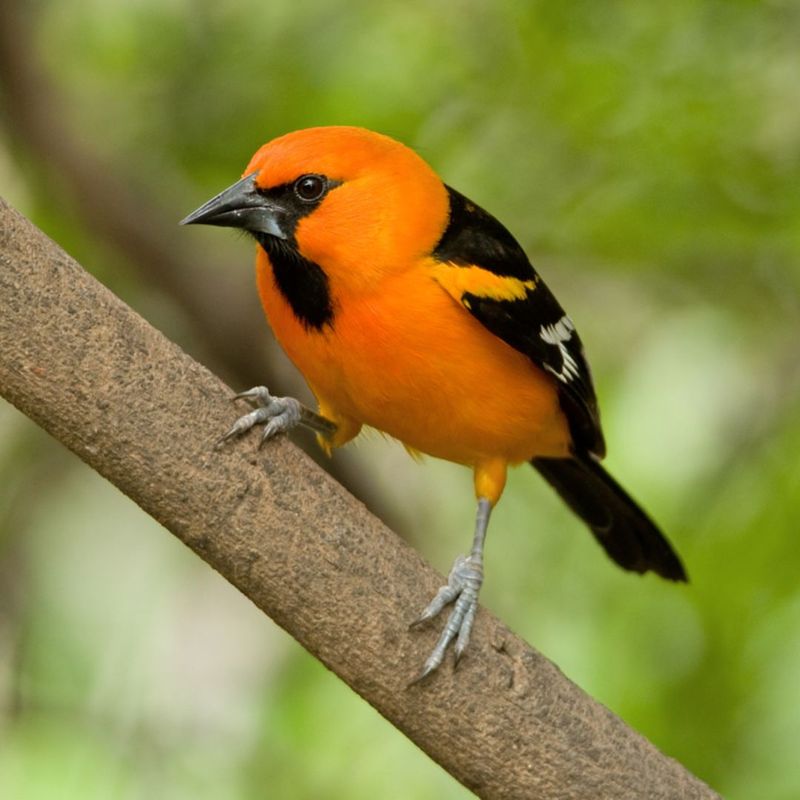 Altamira Oriole