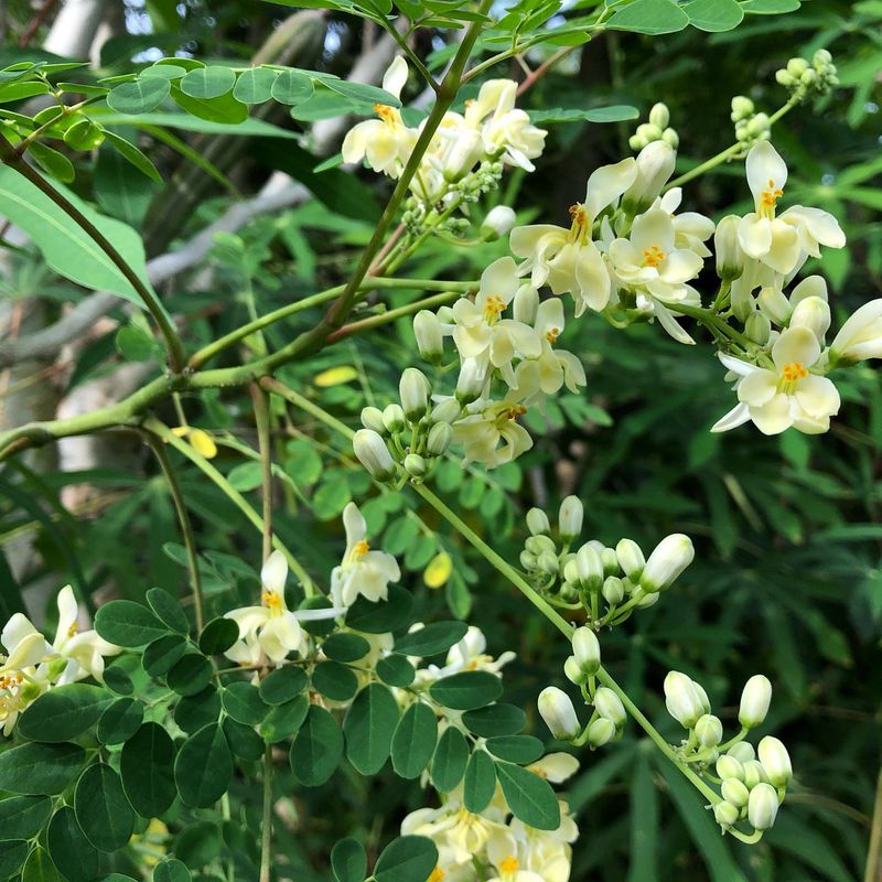 Moringa