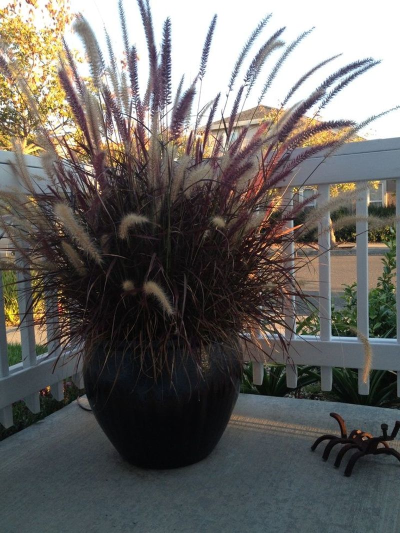 Purple Fountain Grass