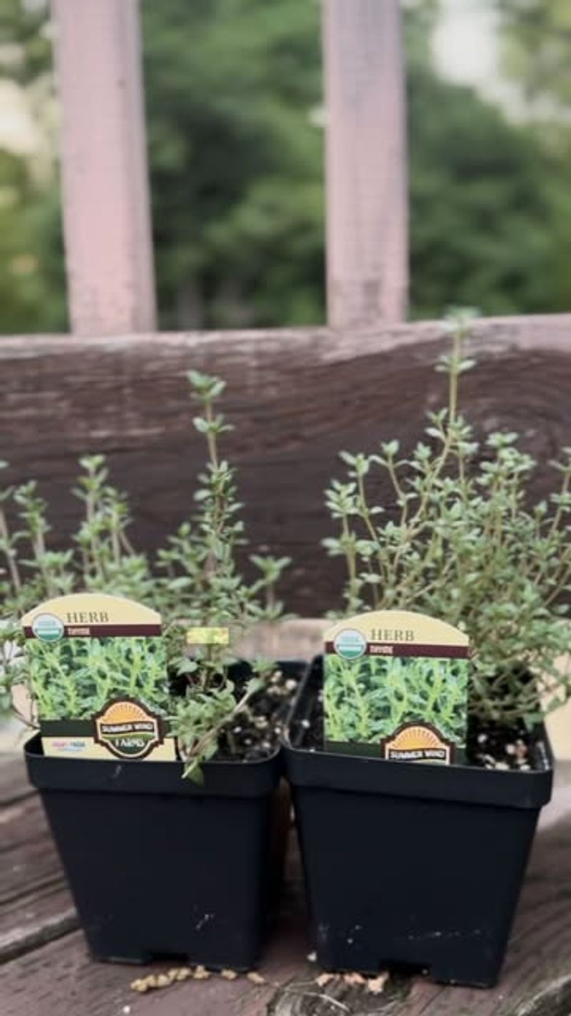 Thyme