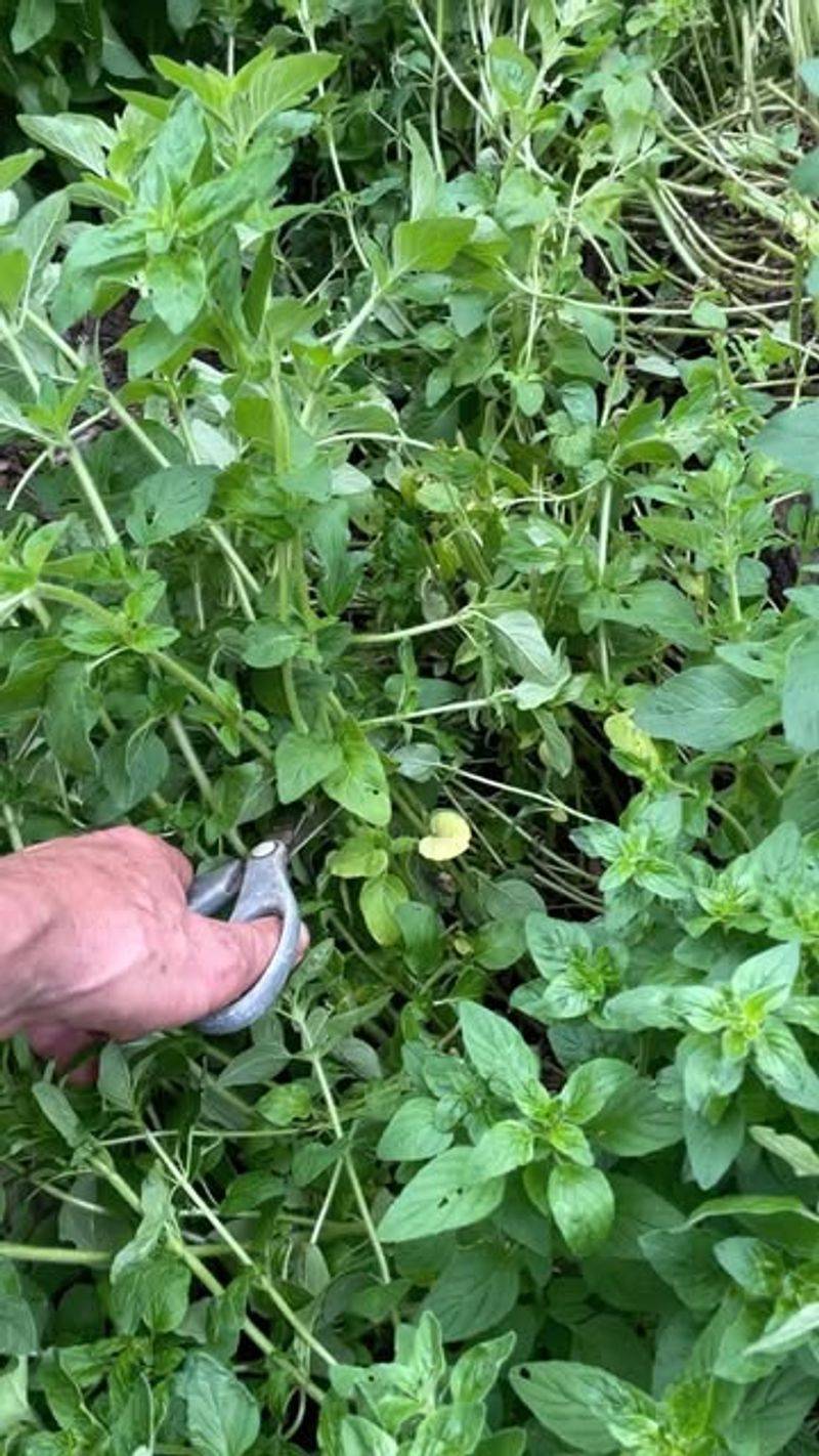 Oregano