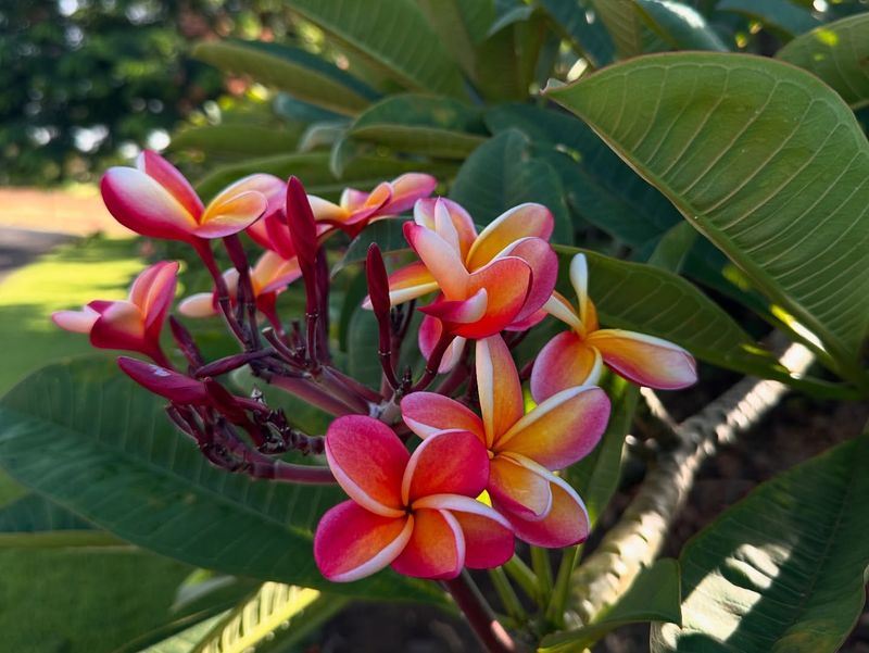 Plumeria